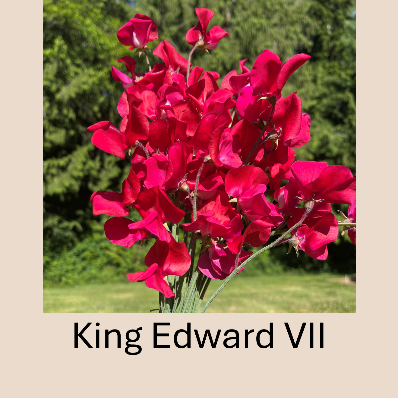 Flower Plant:‎ Sweet Peas - 2 per pot