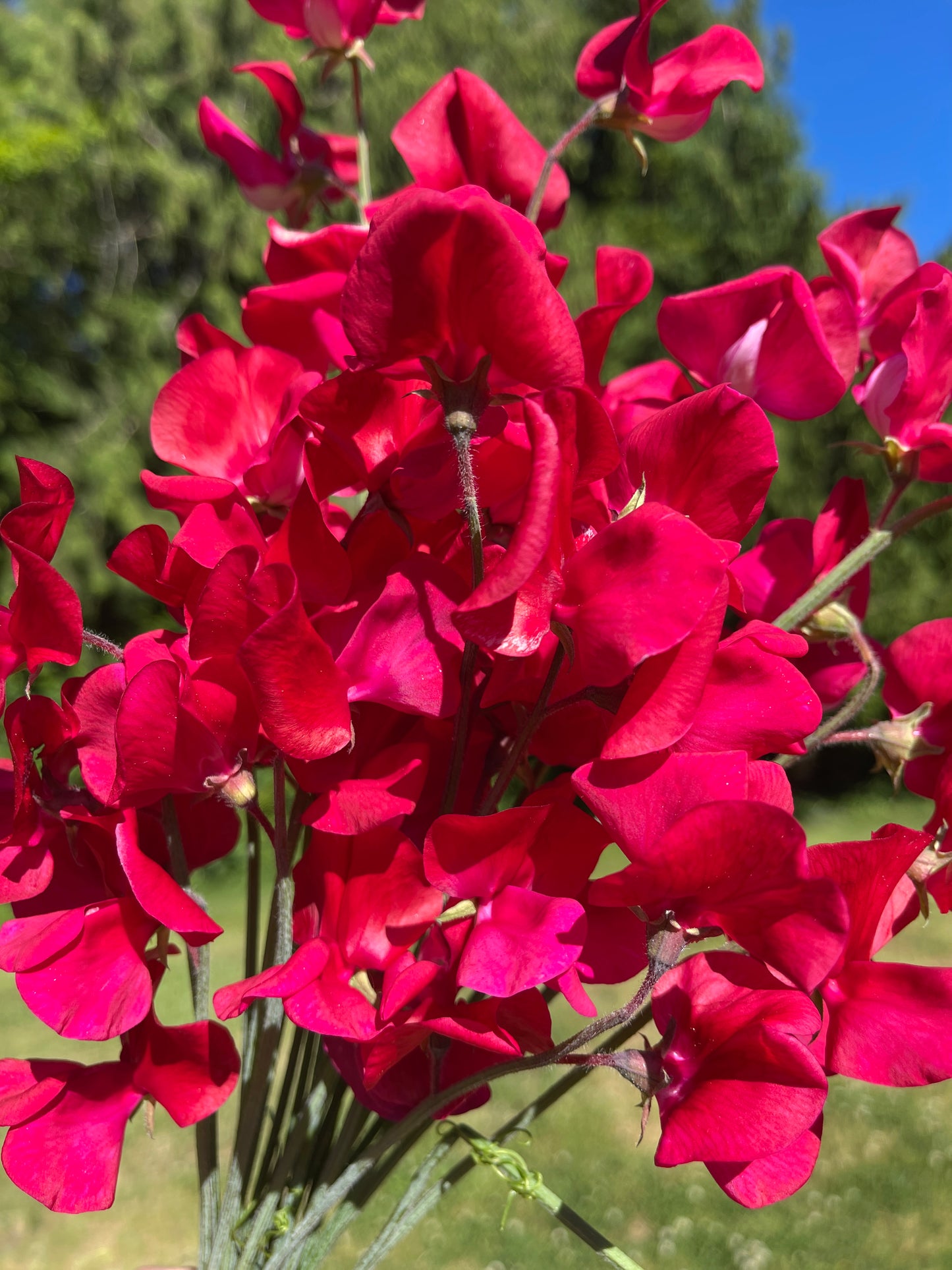 Sweet Pea Seeds: King Edward VII