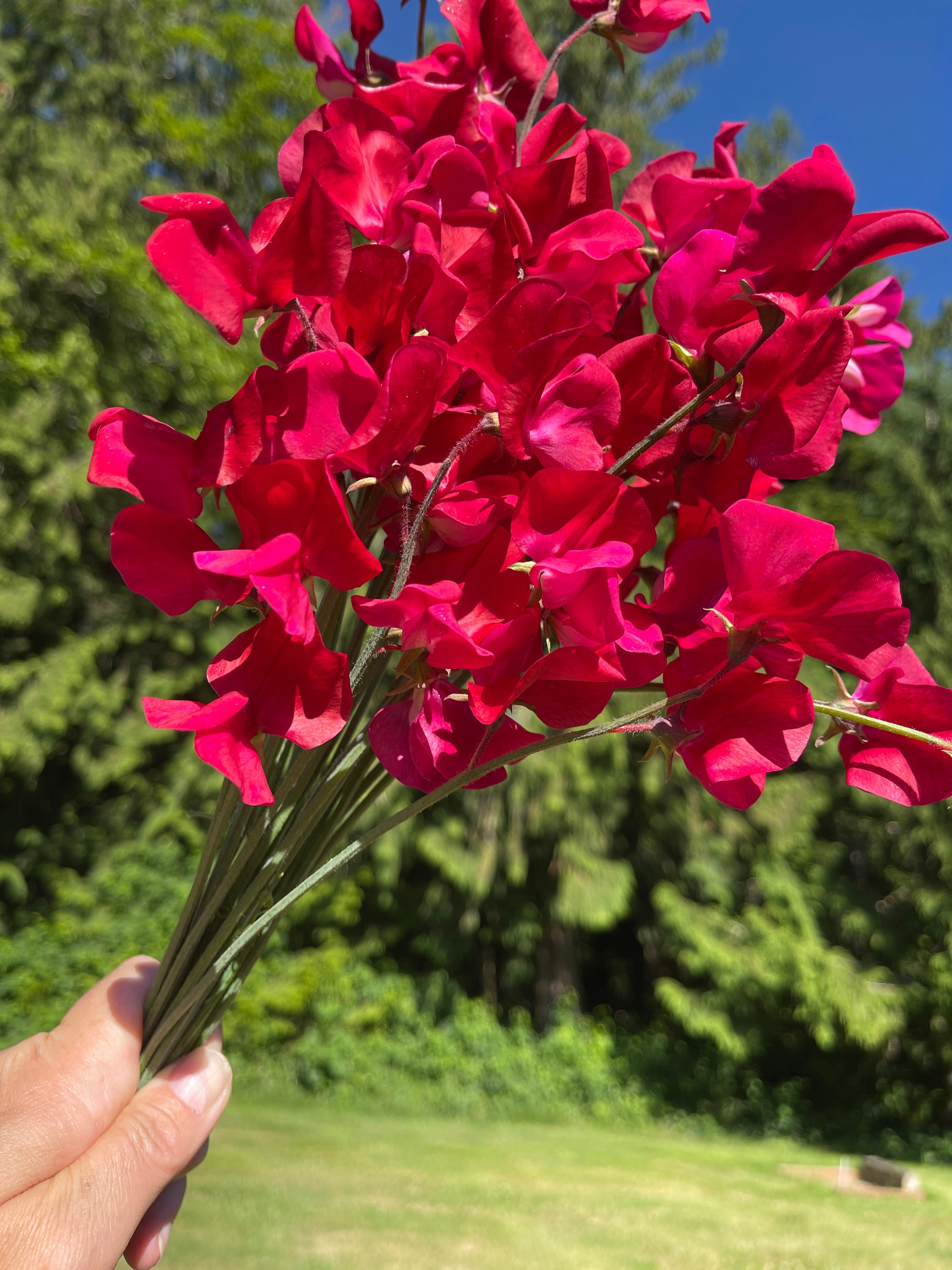 kings garden seeds Sweet Pea Seeds for Cut Flowers