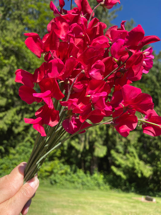 Sweet Pea Seeds: King Edward VII