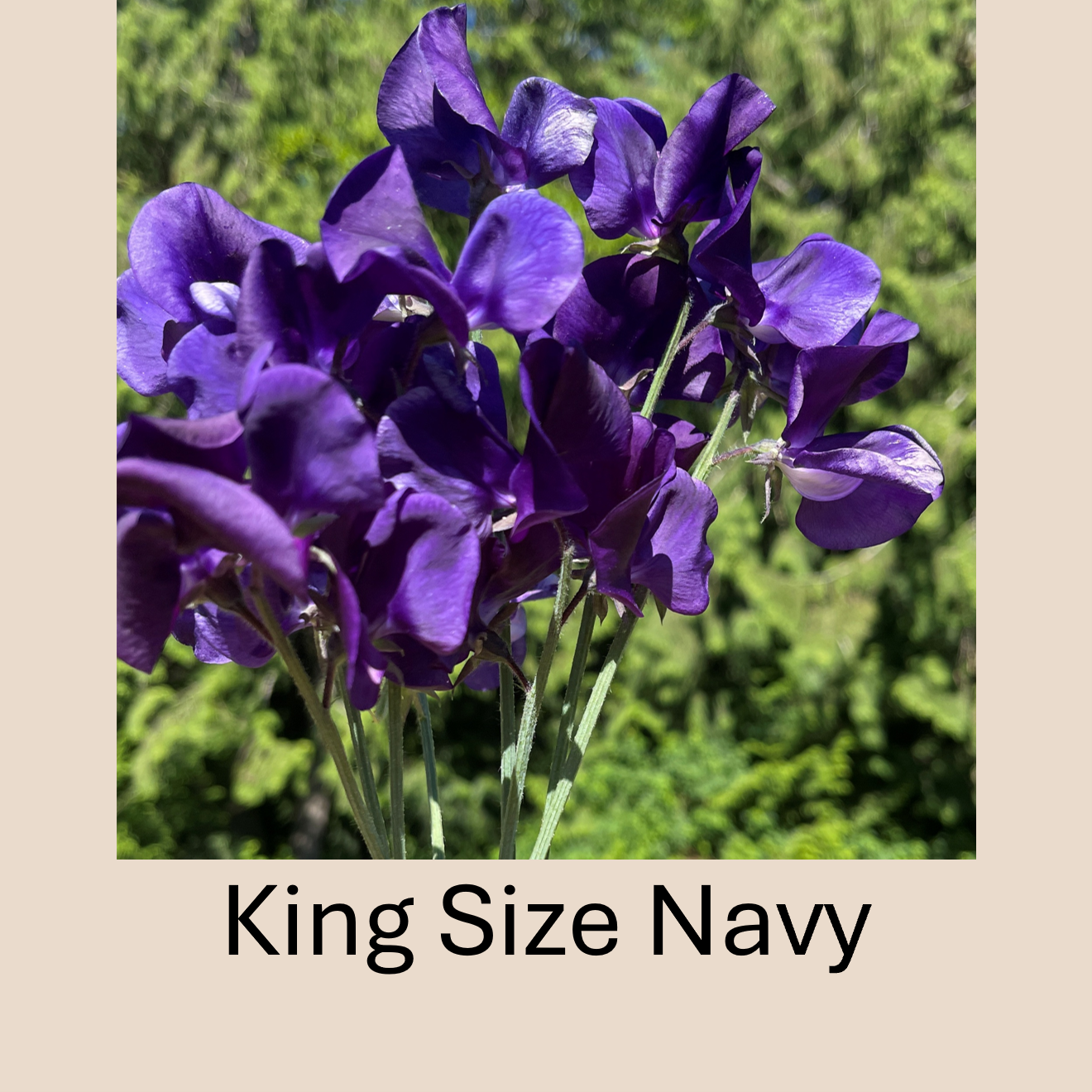 Flower Plant:‎ Sweet Peas - 2 per pot