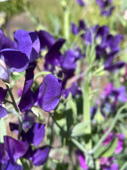 Sweet Pea Seeds: King Size Navy Blue