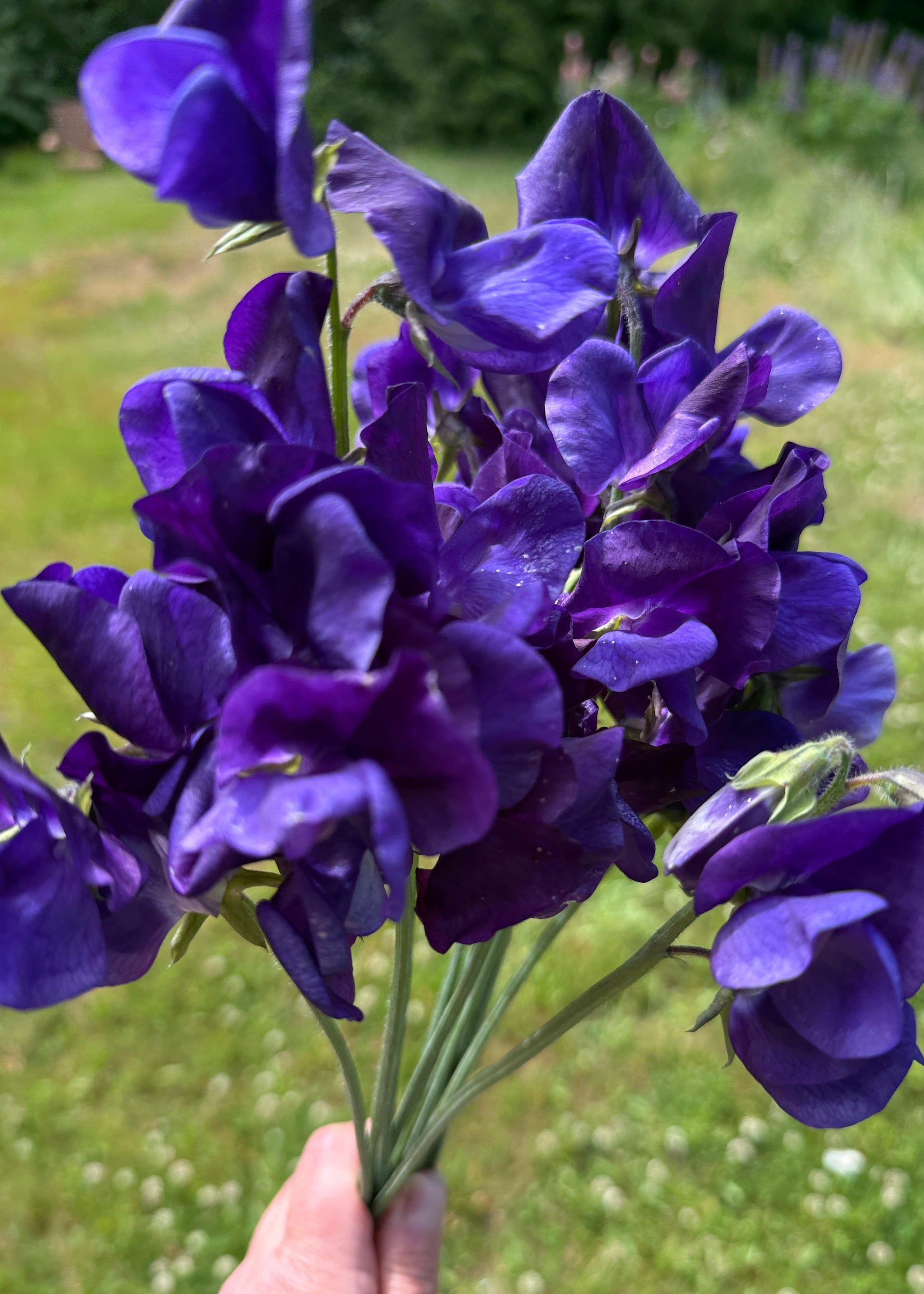 Sweet Peas King Size Navy - Sugar Moon Gardens