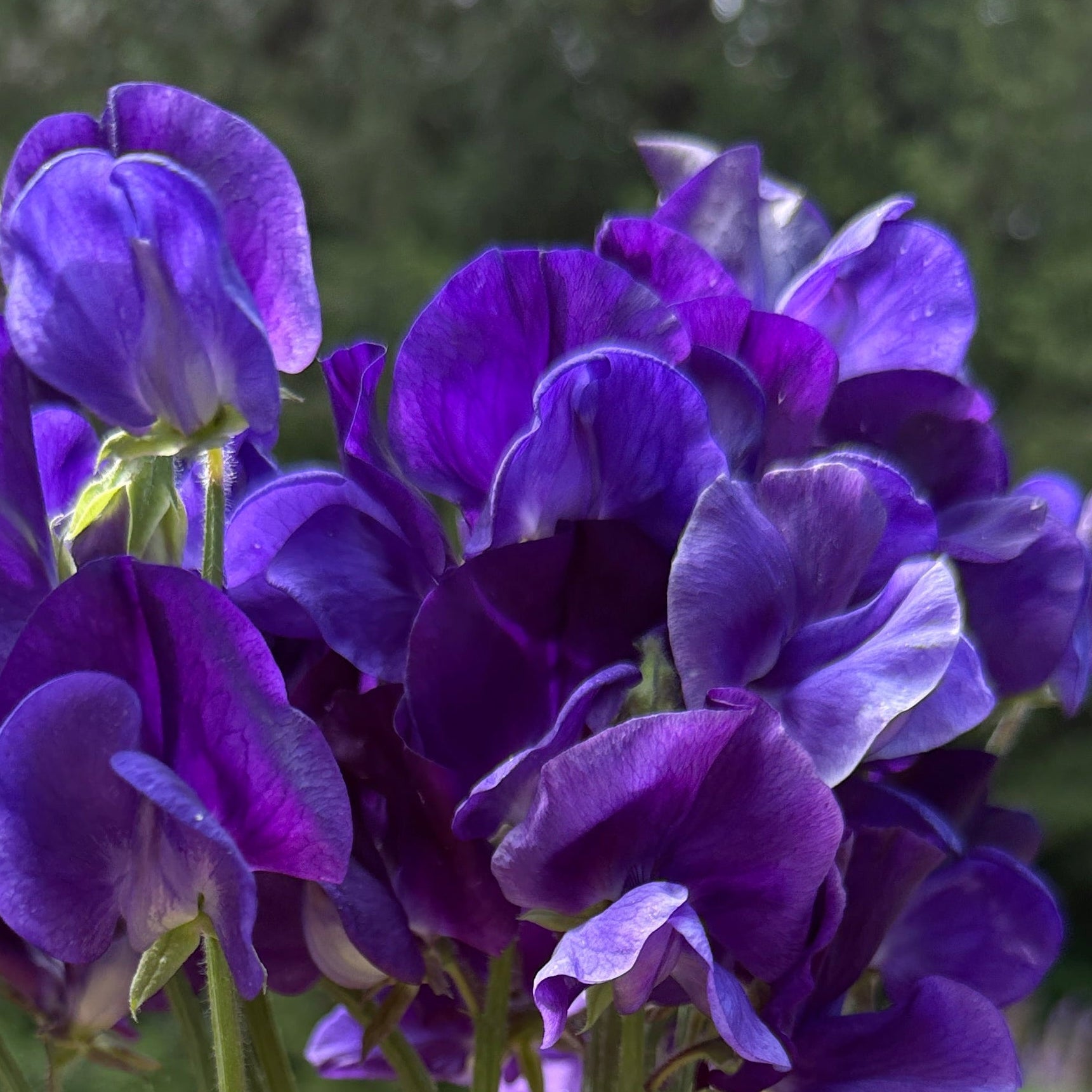 Sweet Peas King Size Navy - Sugar Moon Gardens