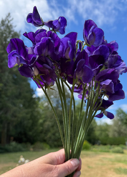 Sweet Peas King Size Navy - Sugar Moon Gardens