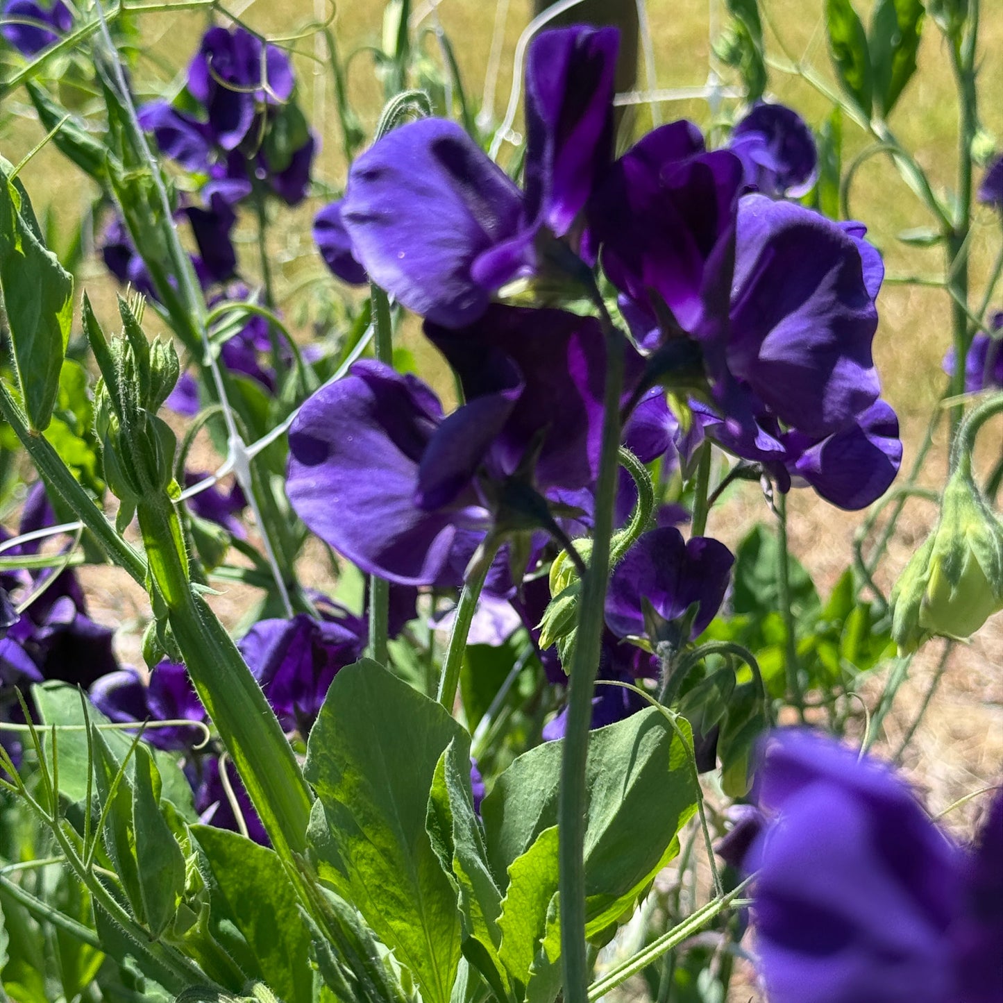 Sweet Peas King Size Navy - Sugar Moon Gardens