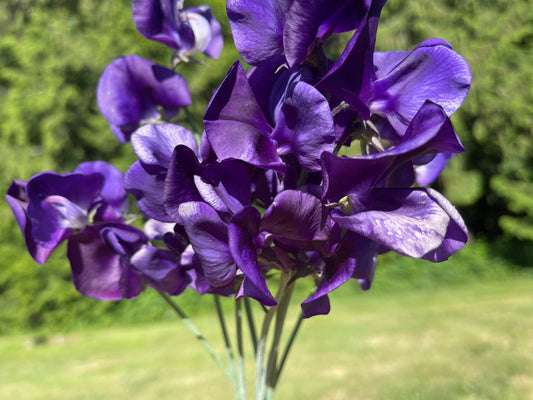 Sweet Pea Seeds: King Size Navy Blue