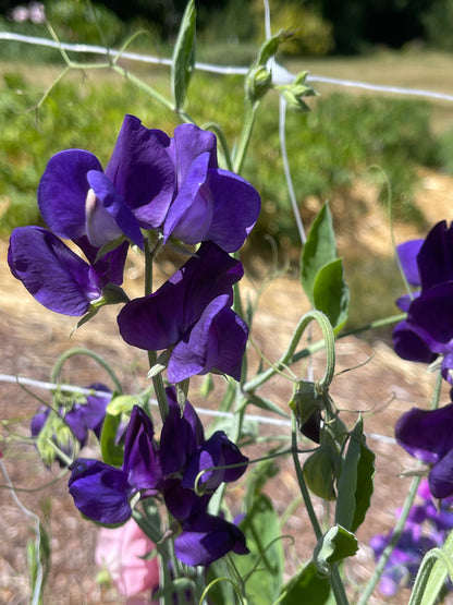 Sweet Pea Seeds: King Size Navy Blue