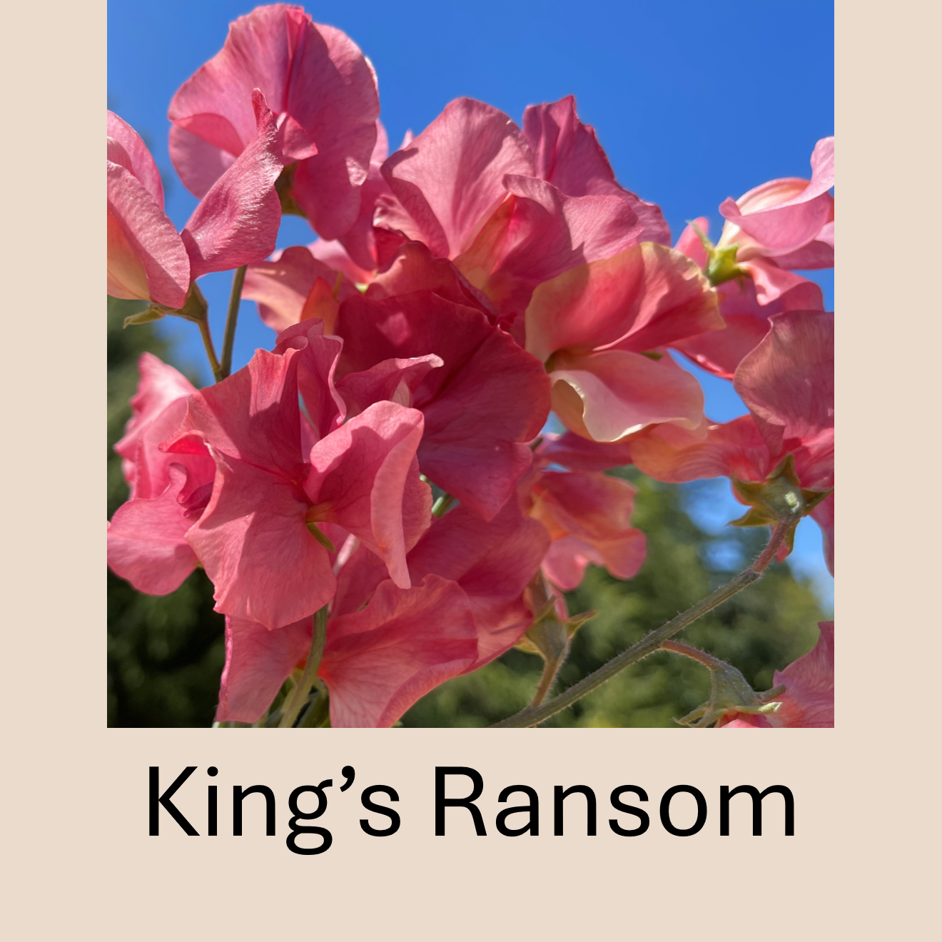 Flower Plant:‎ Sweet Peas - 2 per pot