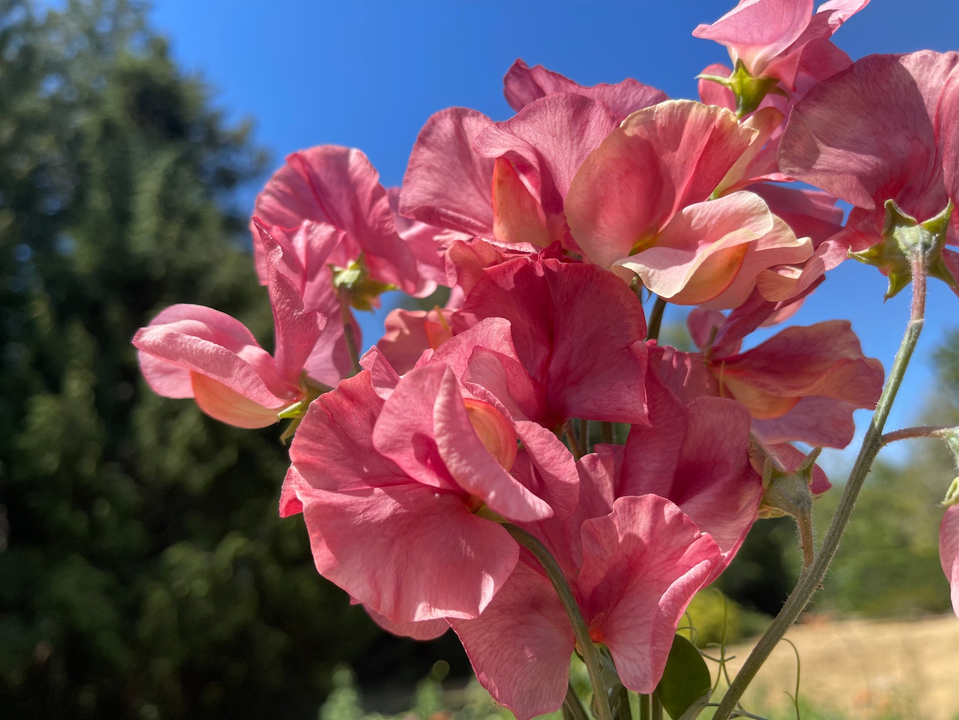 kings flower seeds Sweet Pea Seeds for Cut Flowers