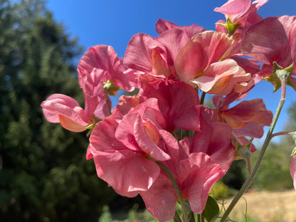 Sweet Pea Seeds: King's Ransom - LIMIT 1