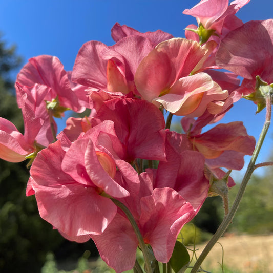 Sweet Pea Seeds: King's Ransom - LIMIT 1 - Sugar Moon Gardens