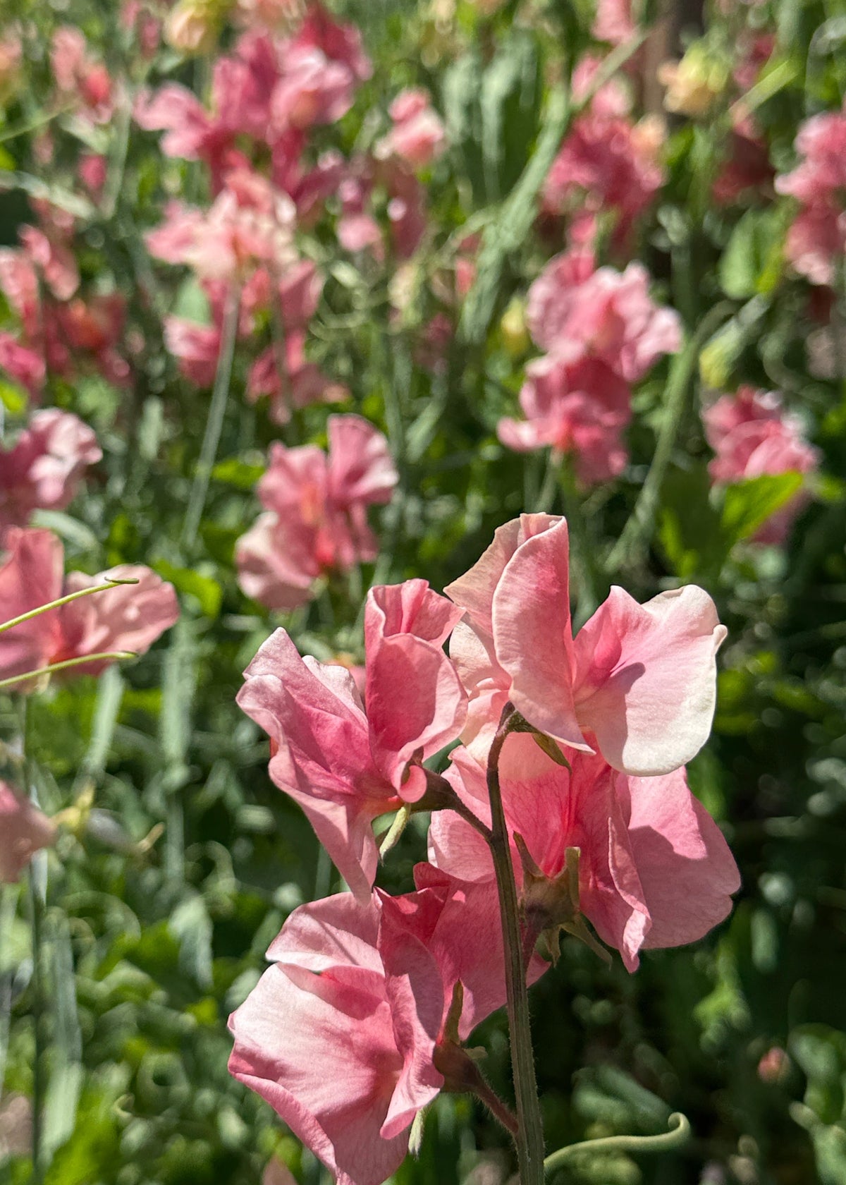 Sweet Peas King's Ransom - Sugar Moon Gardens