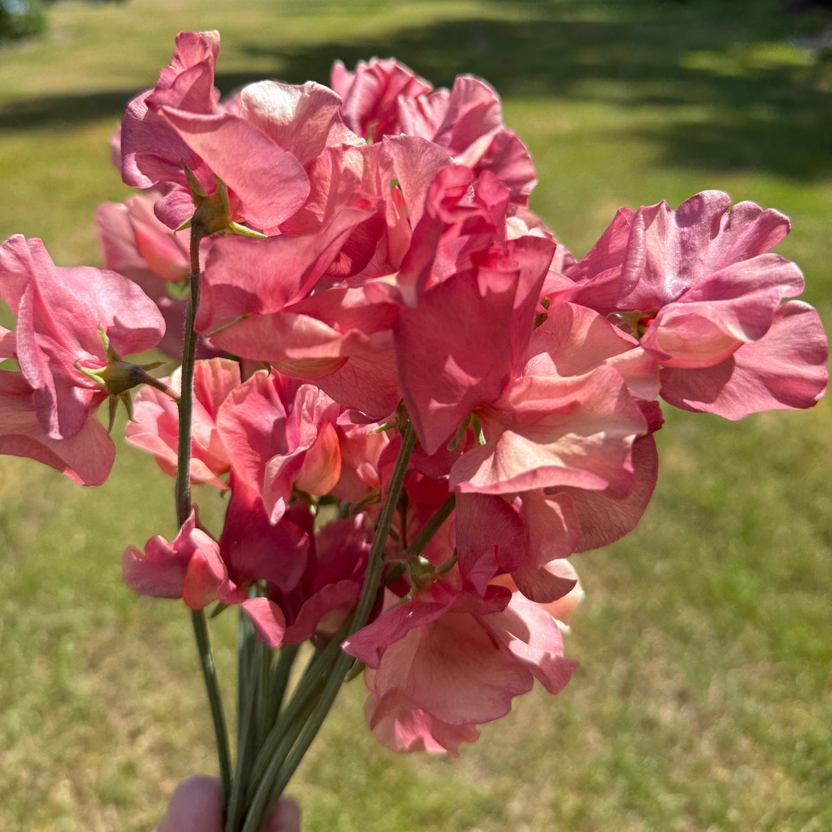 Sweet Peas King's Ransom - Sugar Moon Gardens