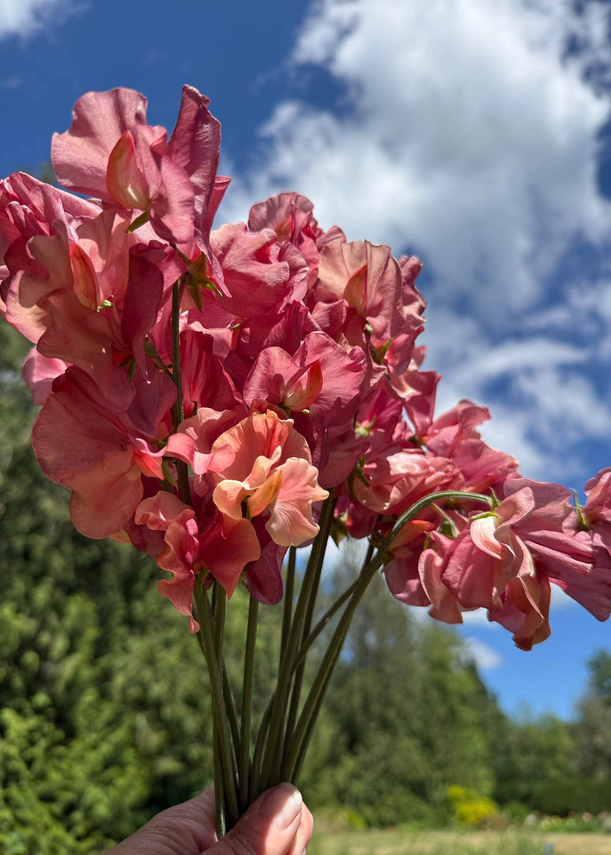 Sweet Peas King's Ransom - Sugar Moon Gardens