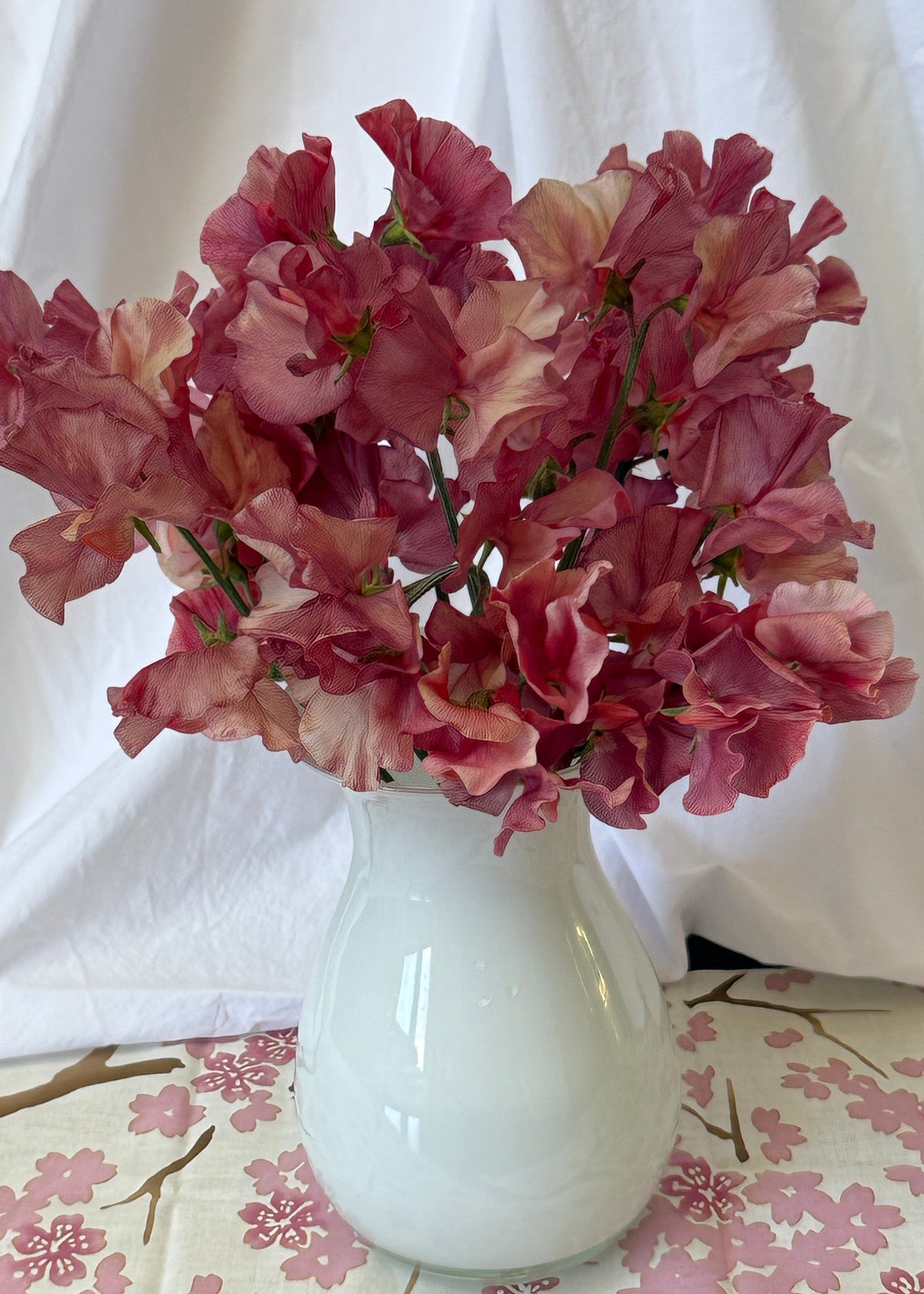Sweet Peas King's Ransom - Sugar Moon Gardens