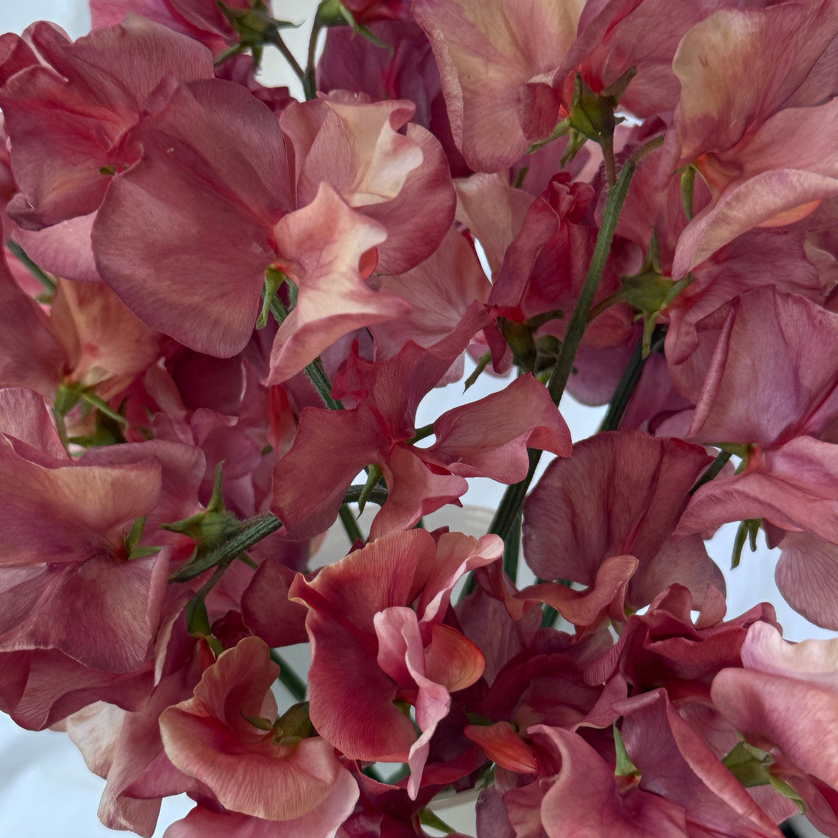 Sweet Peas King's Ransom - Sugar Moon Gardens