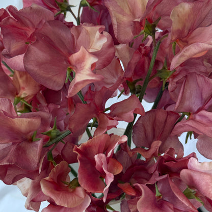 Sweet Peas King's Ransom - Sugar Moon Gardens