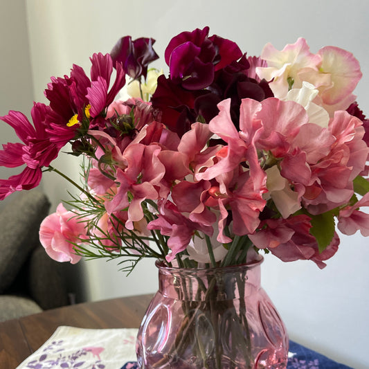Sweet Peas - Sugar Moon Gardens