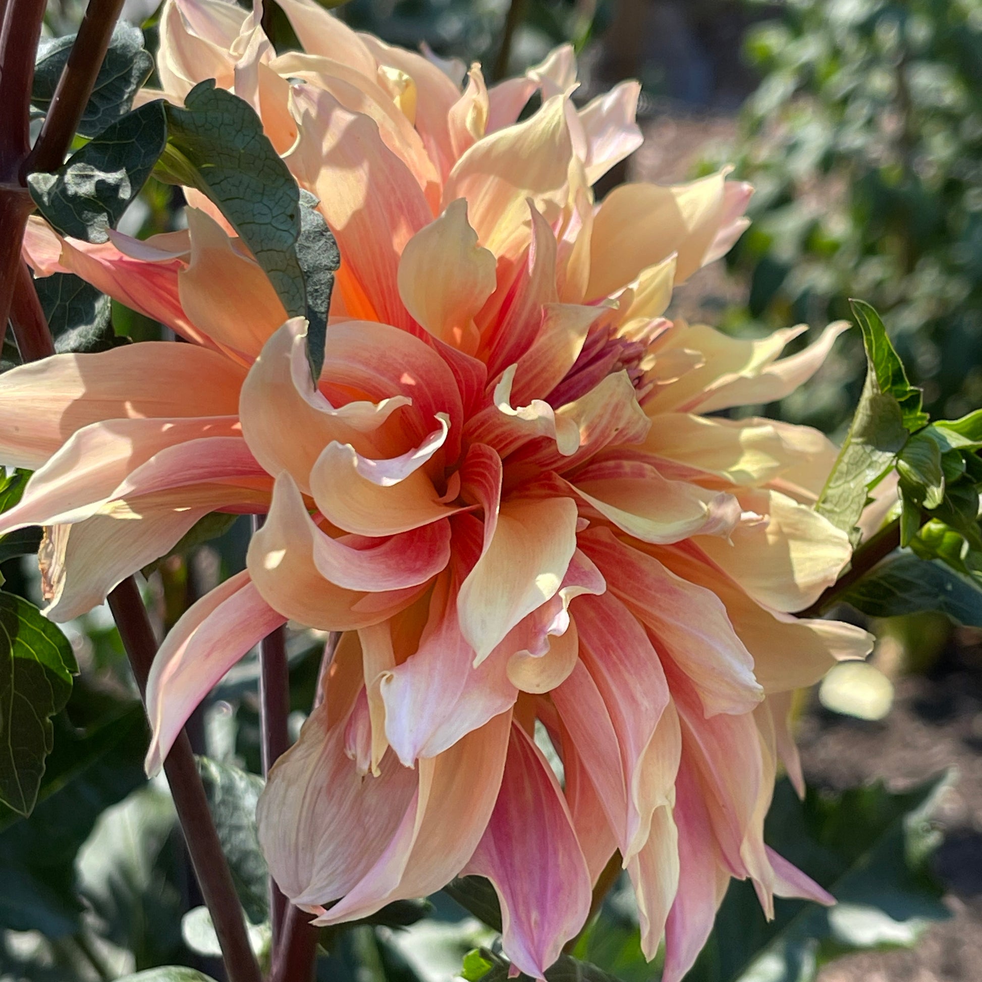 Dahlia Tuber: Labyrinth - Sugar Moon Gardens
