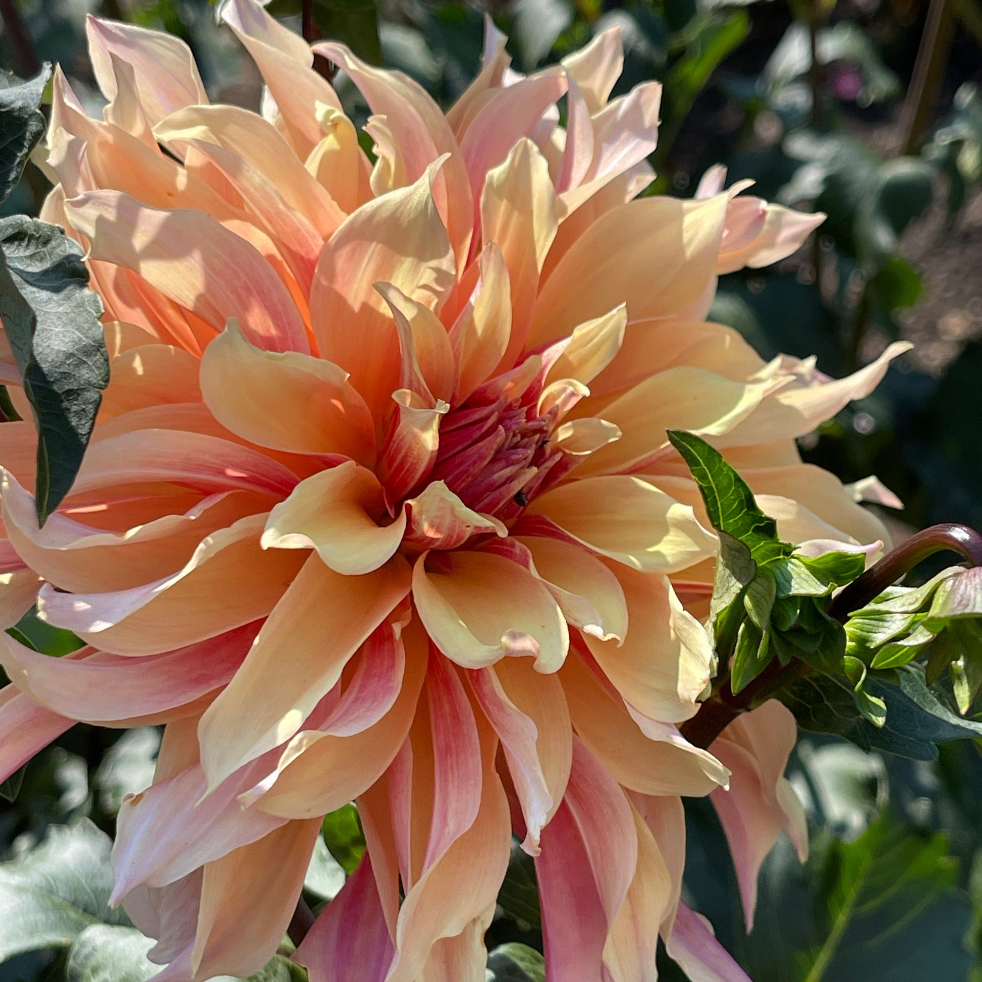 Dahlia Tuber: Labyrinth - Sugar Moon Gardens