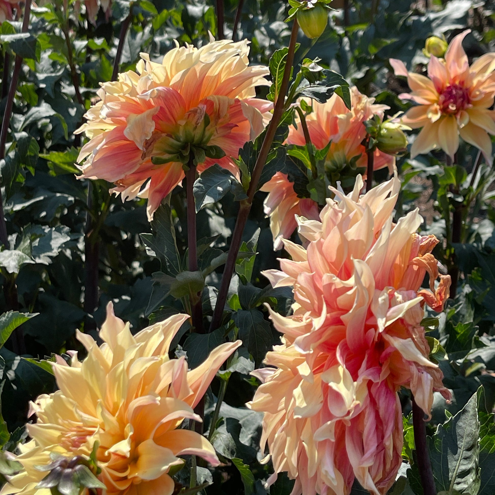 Dahlia Tuber: Labyrinth - Sugar Moon Gardens