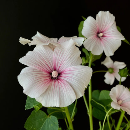 Seeds: Rose Mallow - Pink Blush