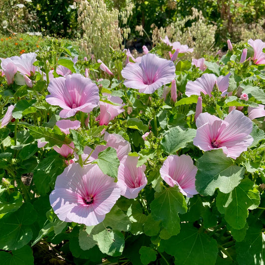 Seeds: Rose Mallow - Pink Blush
