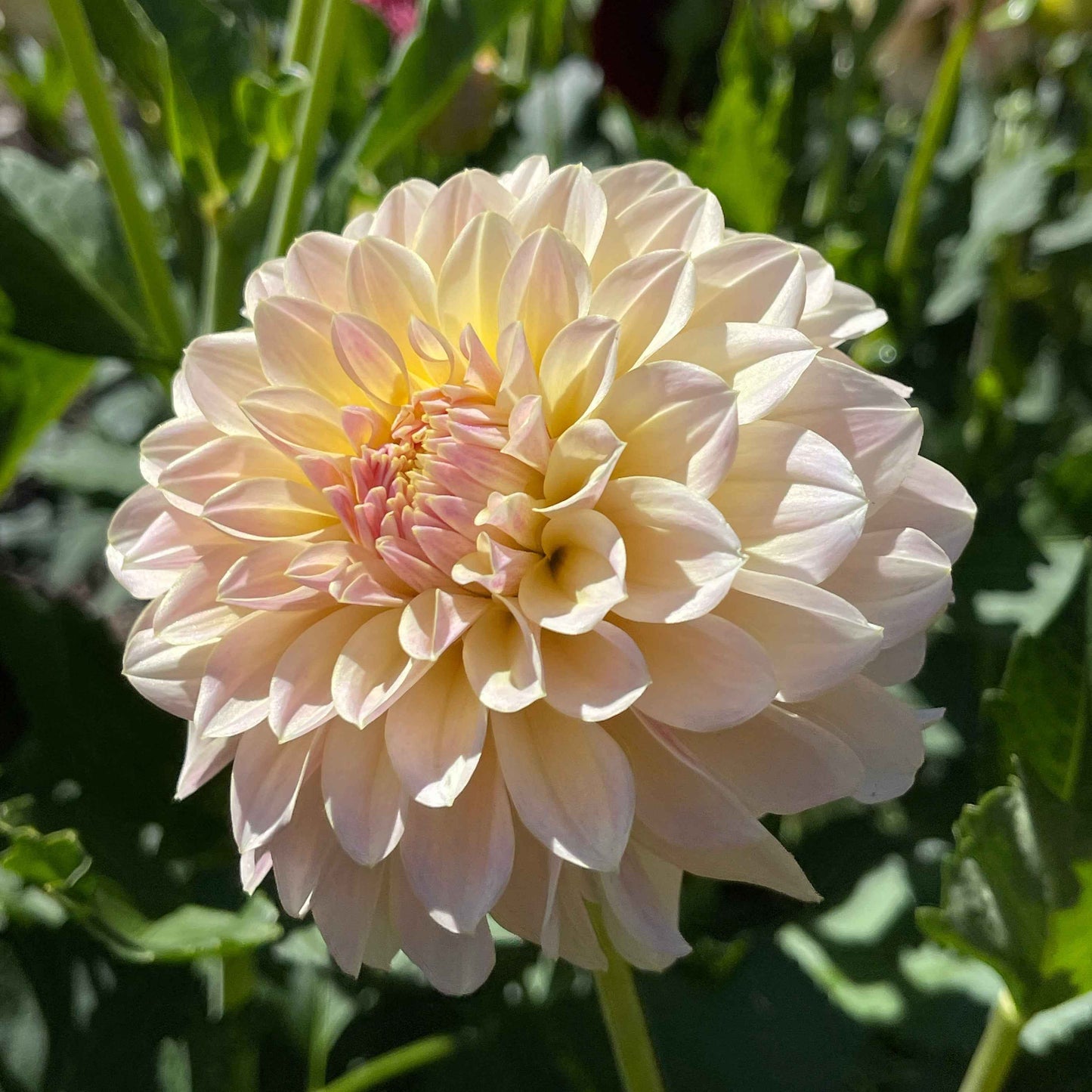 Seeds: Dahlia Solos - Lee's Cookie