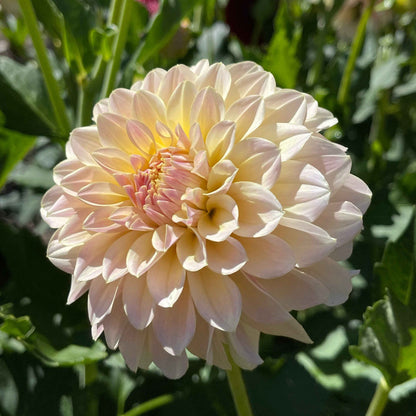 Seeds: Dahlia Solos - Lee's Cookie