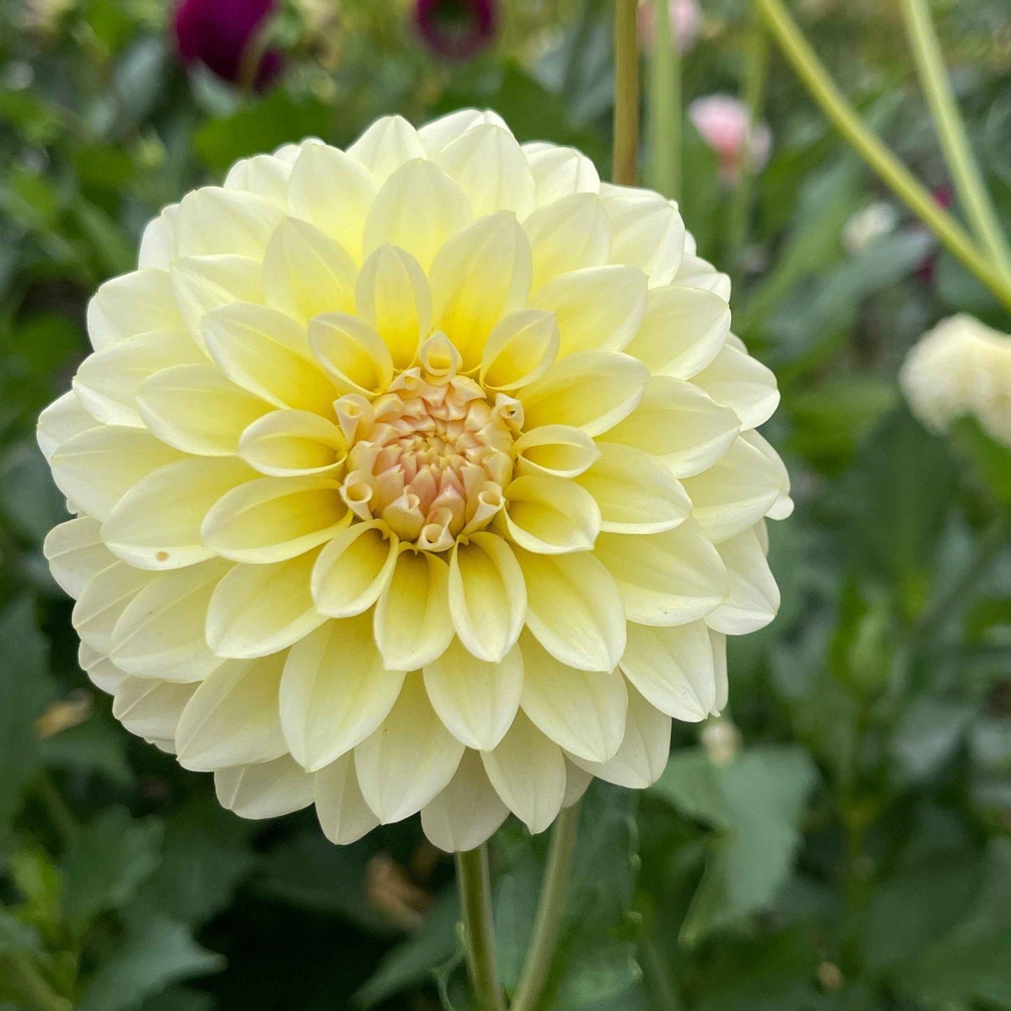 Seeds: Dahlia Solos - Lee's Cookie