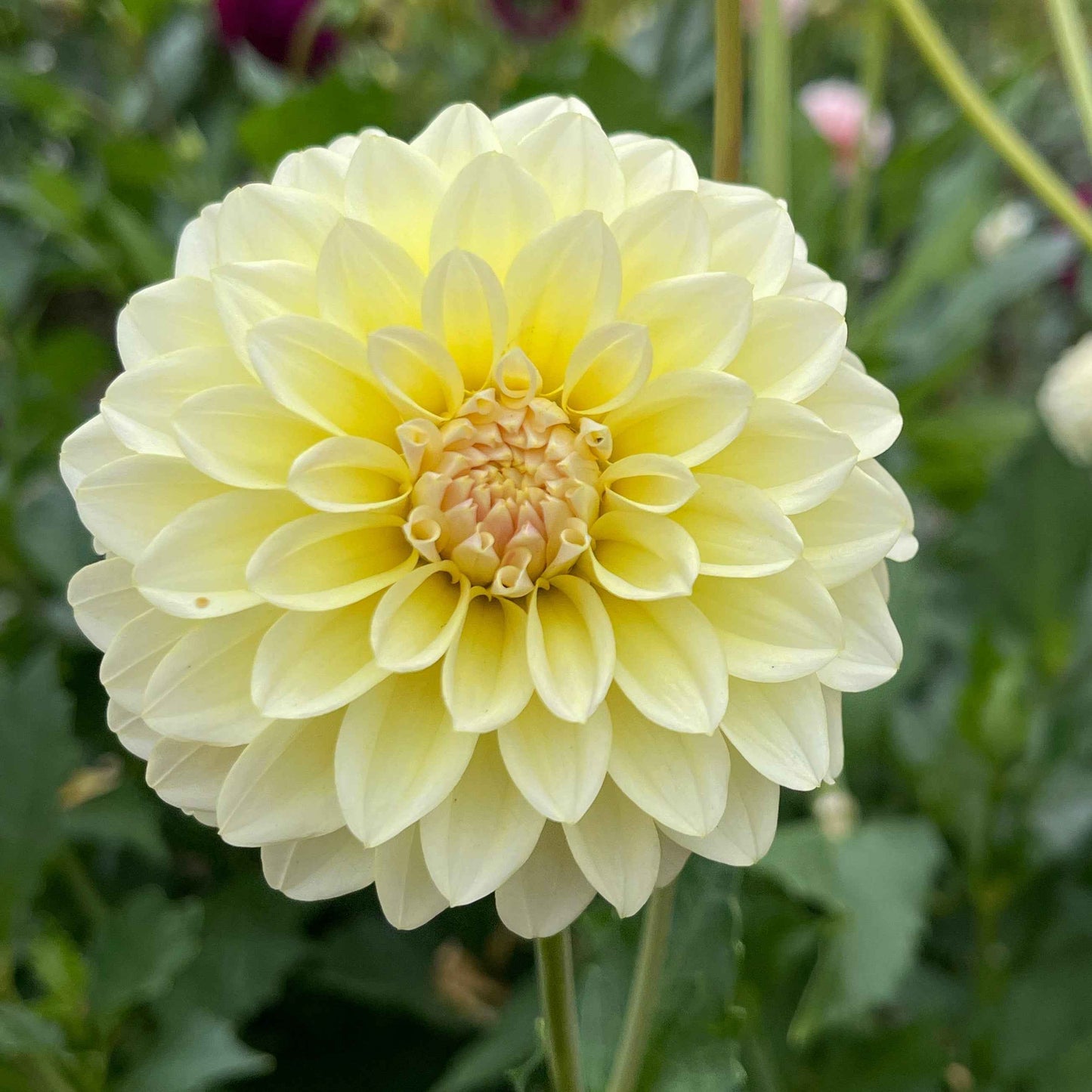 Dahlia Tuber:‎ Lee's Cookie