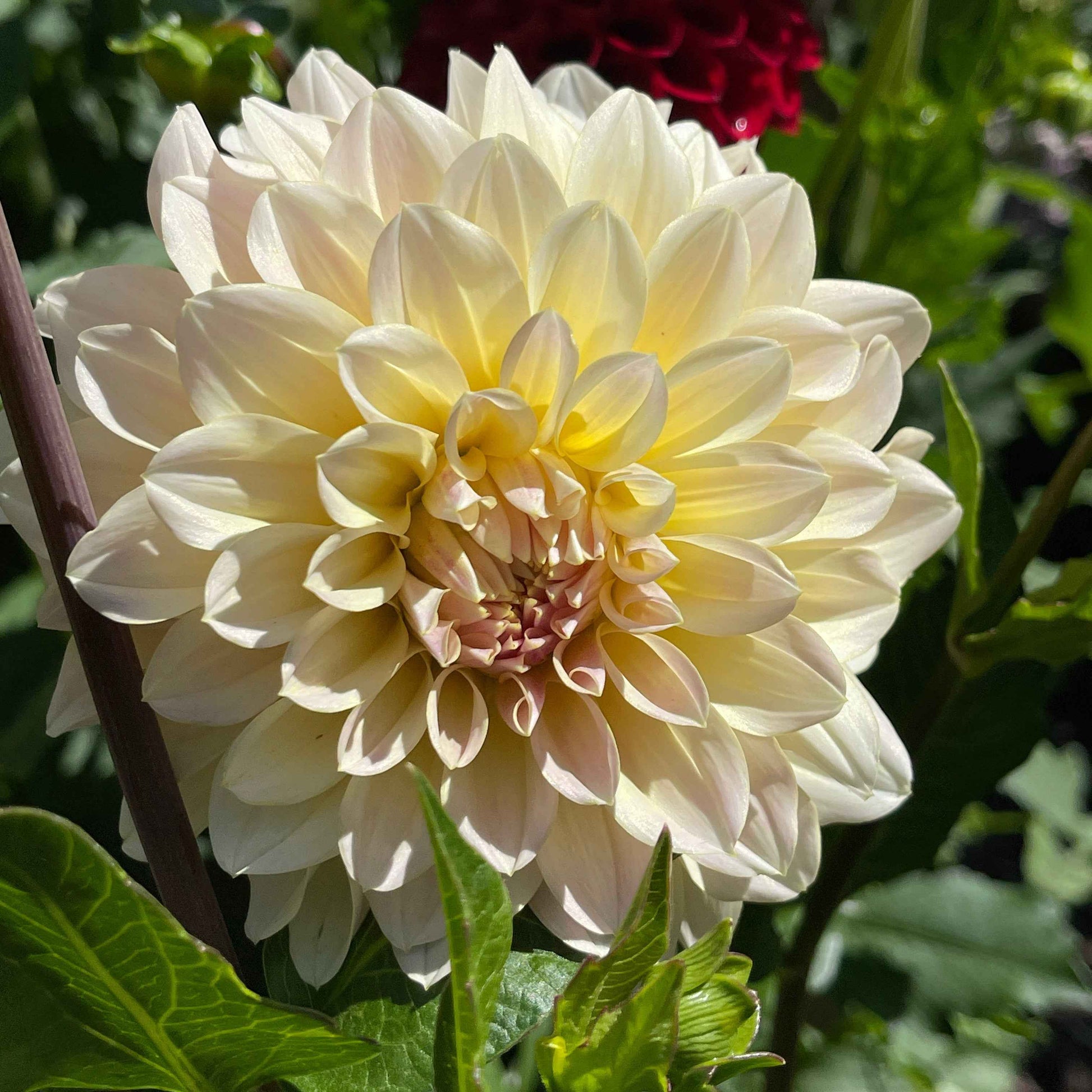 Seeds: Dahlia Solos - Lee's Cookie
