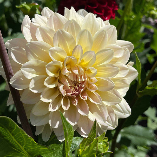 Seeds: Dahlia Solos - Lee's Cookie