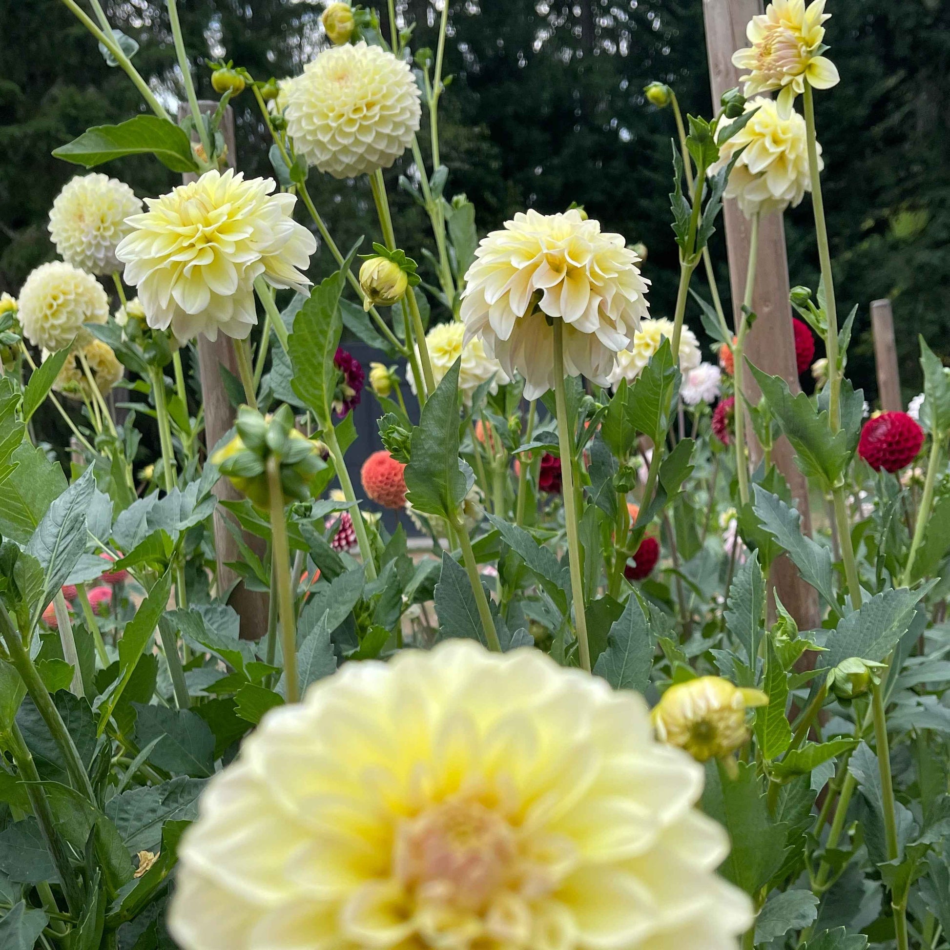 Seeds: Dahlia Solos - Lee's Cookie