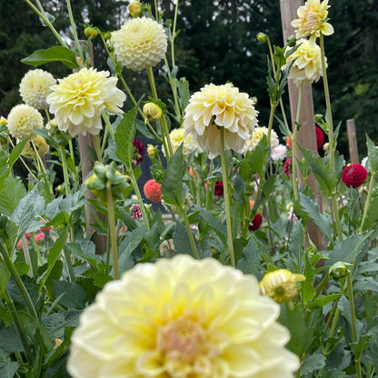 Seeds: Dahlia Solos - Lee's Cookie
