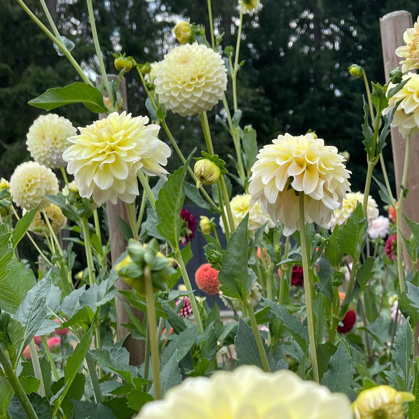 Dahlia Tuber:‎ Lee's Cookie