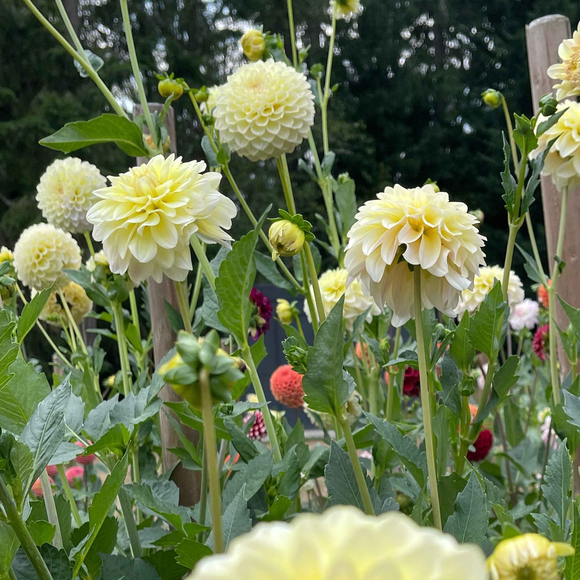 Dahlia Tuber:‎ Lee's Cookie