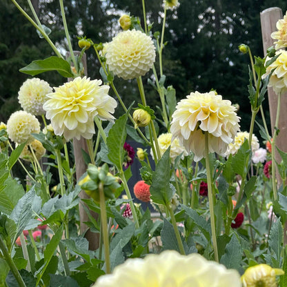 Dahlia Tuber:‎ Lee's Cookie