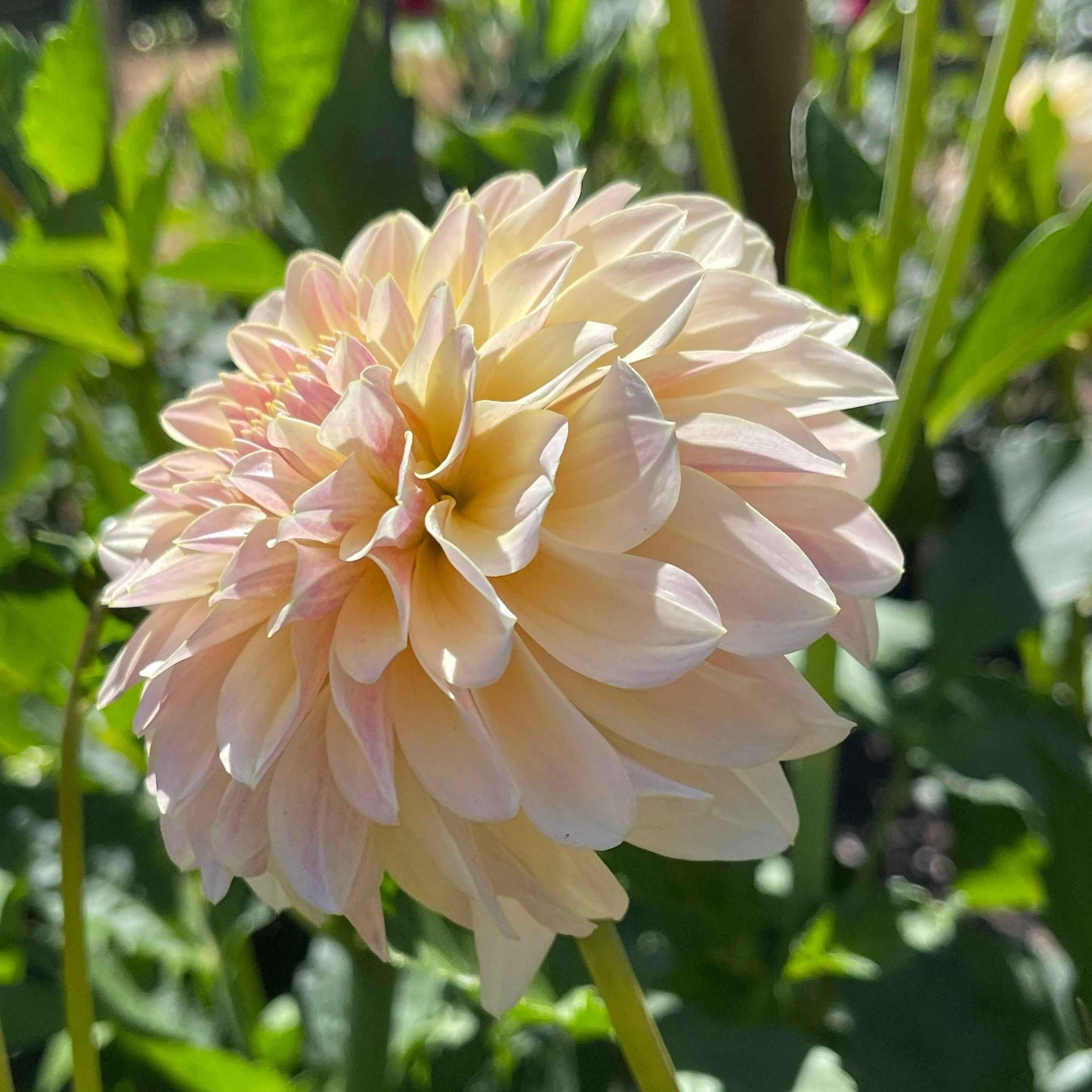 Seeds: Dahlia Solos - Lee's Cookie