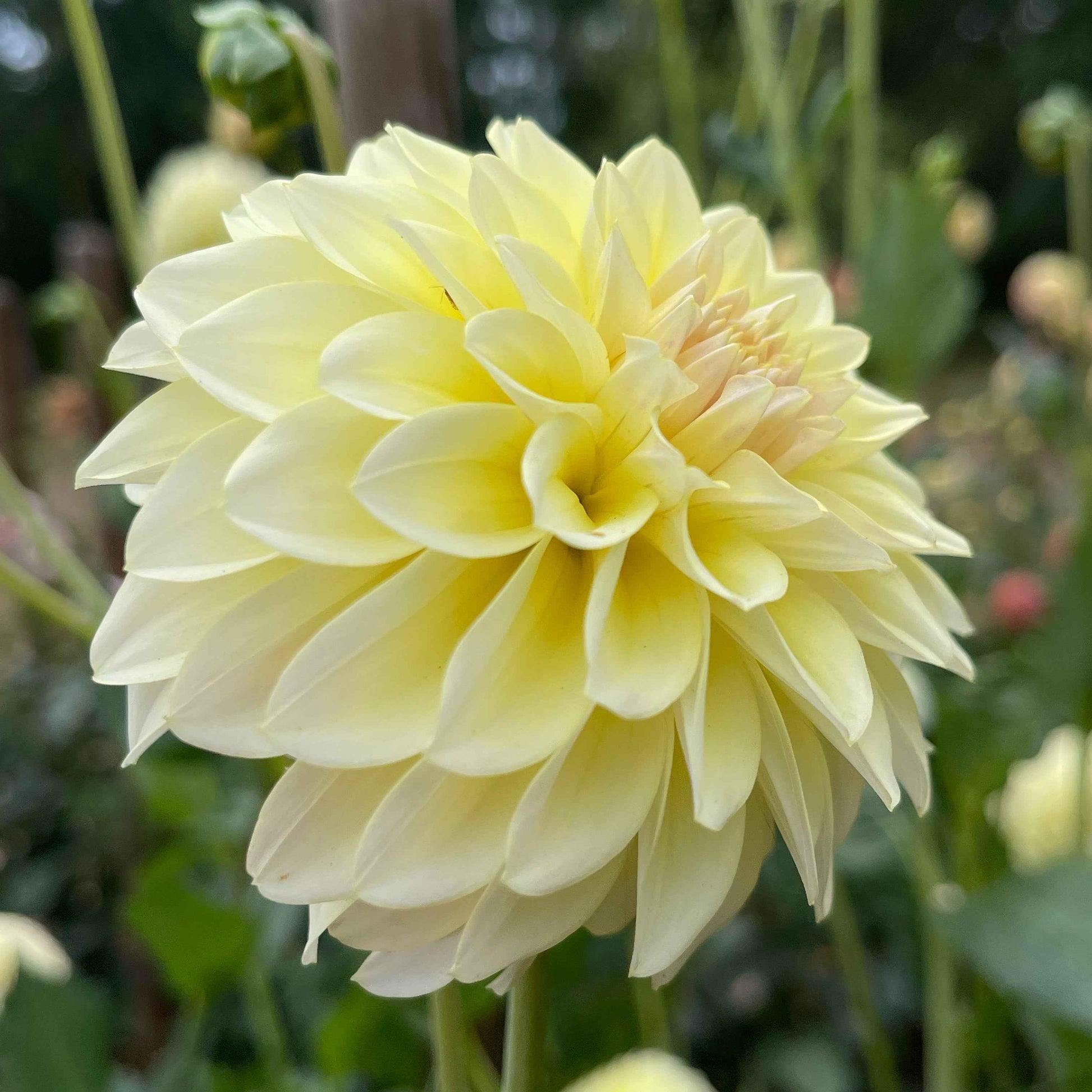 Dahlia Tuber:‎ Lee's Cookie