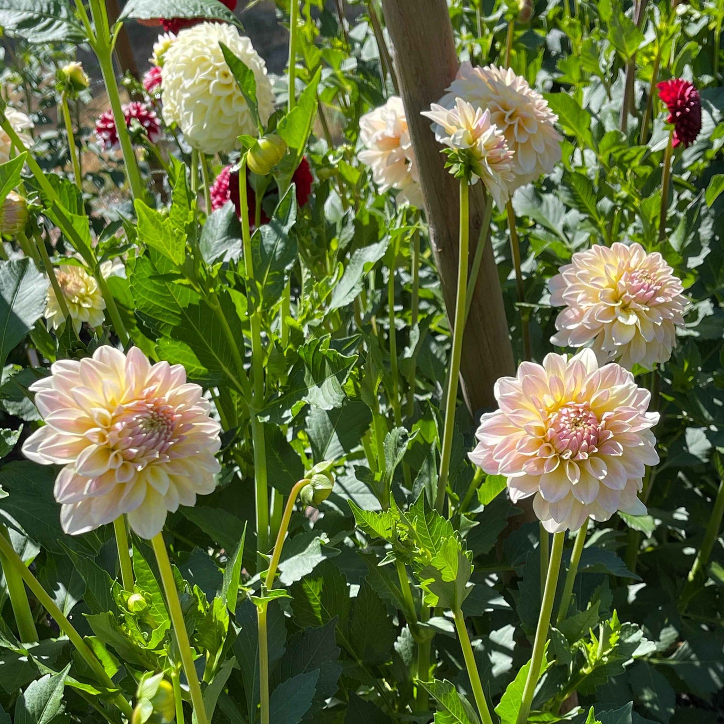 Seeds: Dahlia Solos - Lee's Cookie