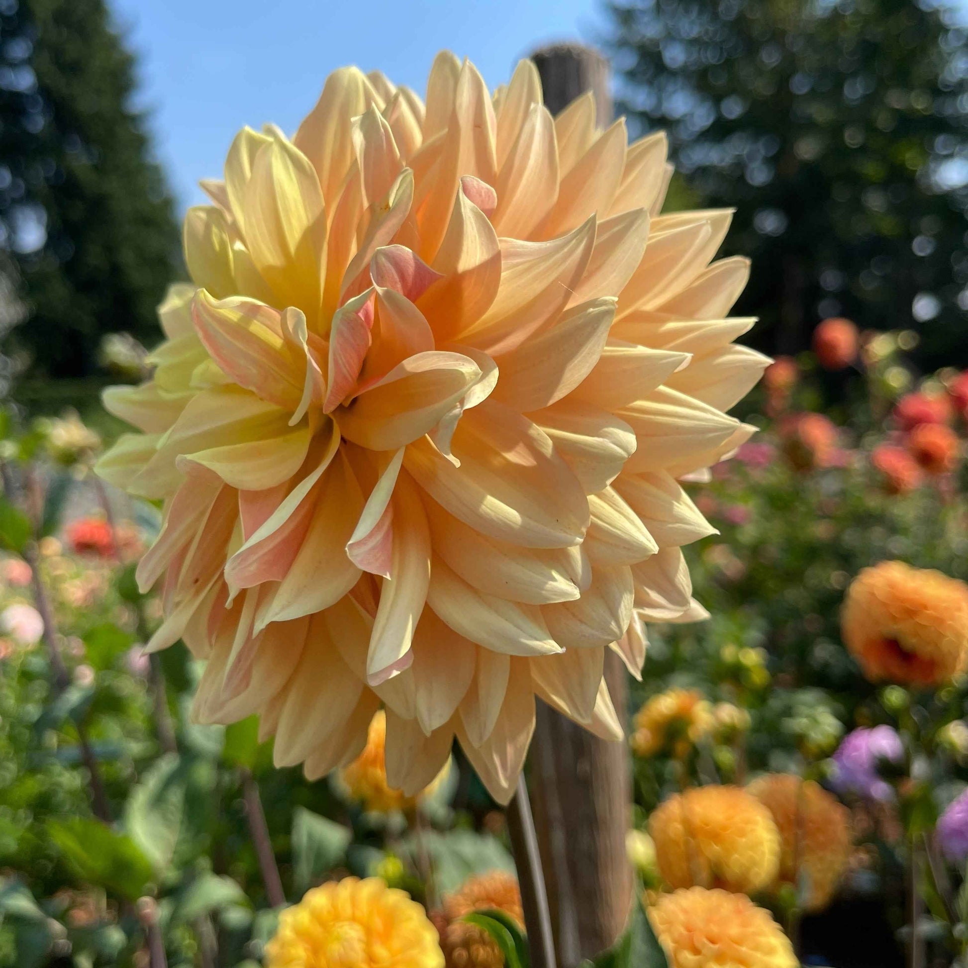 Seeds: Dahlia Mix - Unicorns