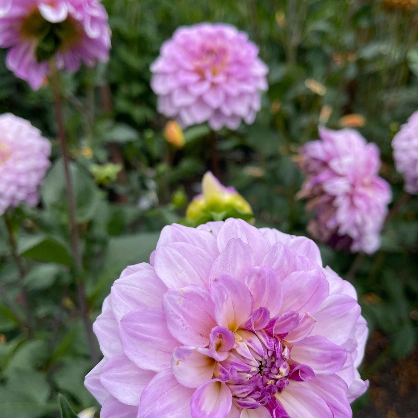 Dahlia Tuber: Lee's Unicorn Eye - Sugar Moon Gardens