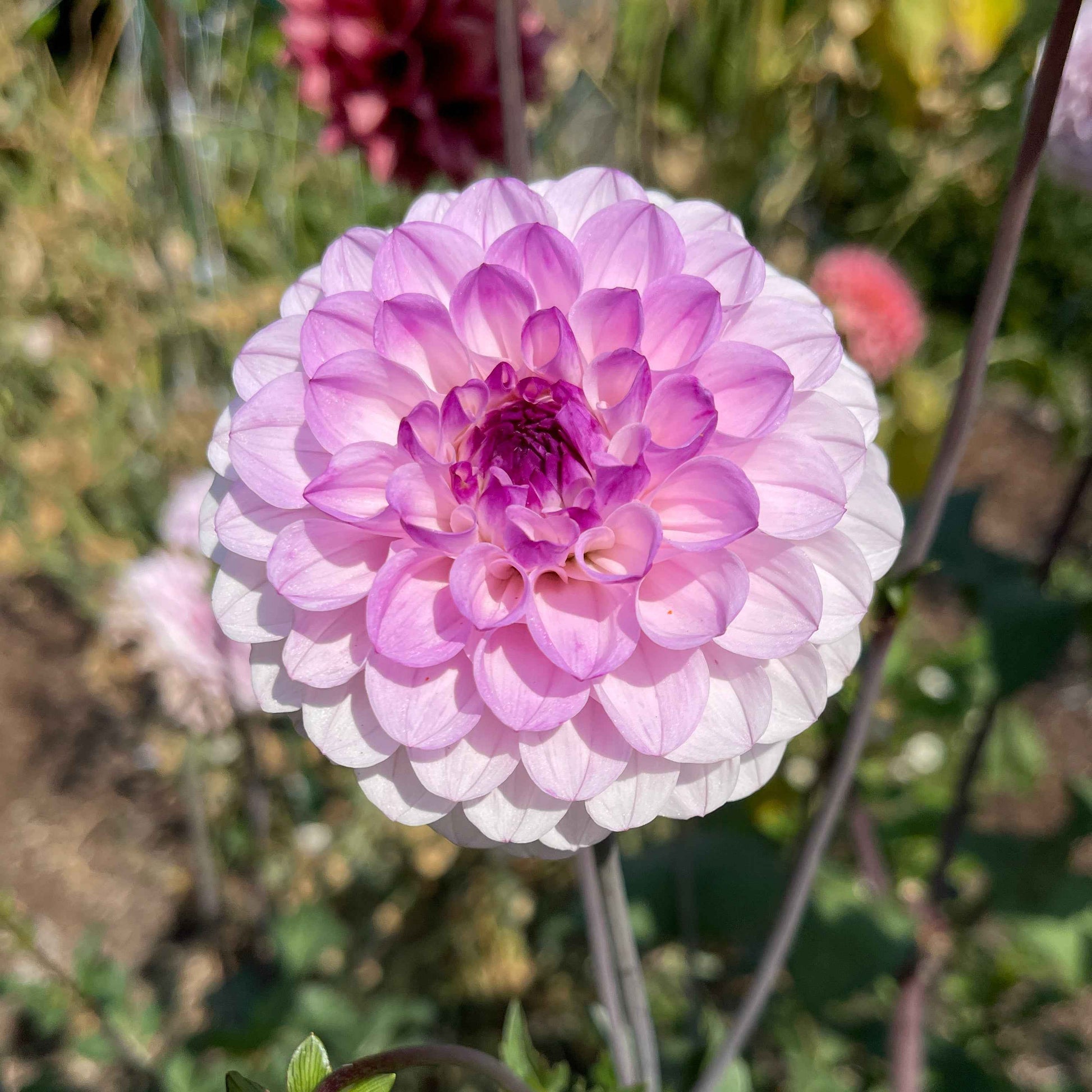 Dahlia Tuber: Lee's Unicorn Eye - Sugar Moon Gardens