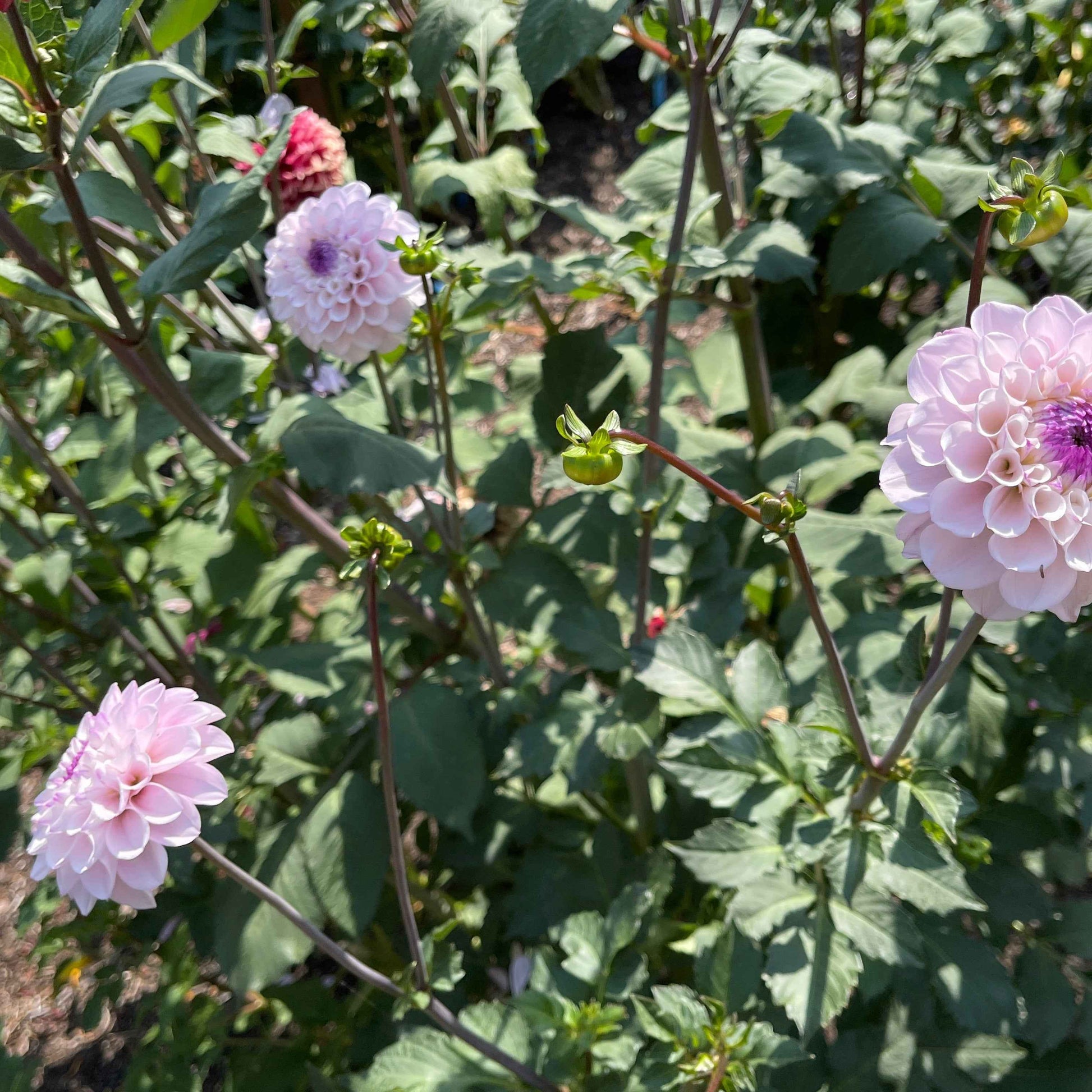 Seeds: Dahlia Solos - Lee's Unicorn Eye