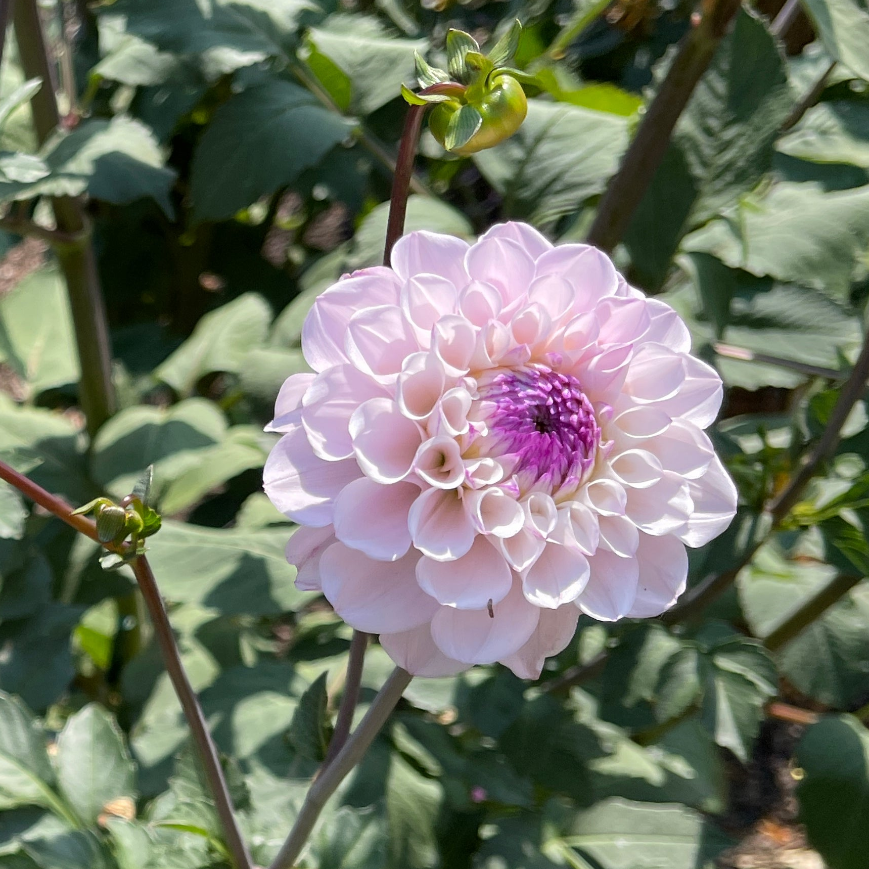 Seeds: Dahlia Solos - Lee's Unicorn Eye