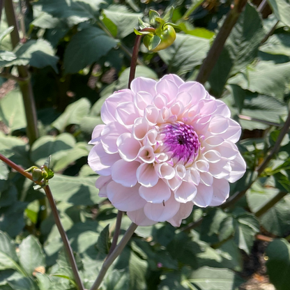 Seeds: Dahlia Solos - Lee's Unicorn Eye