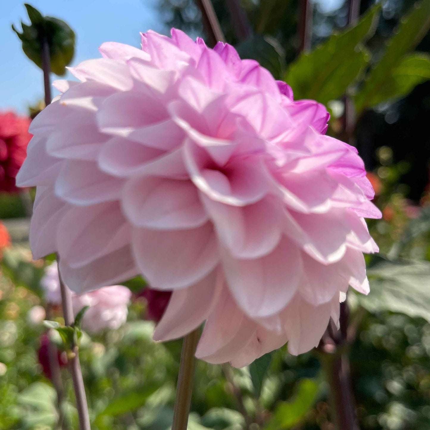 Dahlia Tuber: Lee's Unicorn Eye - Sugar Moon Gardens