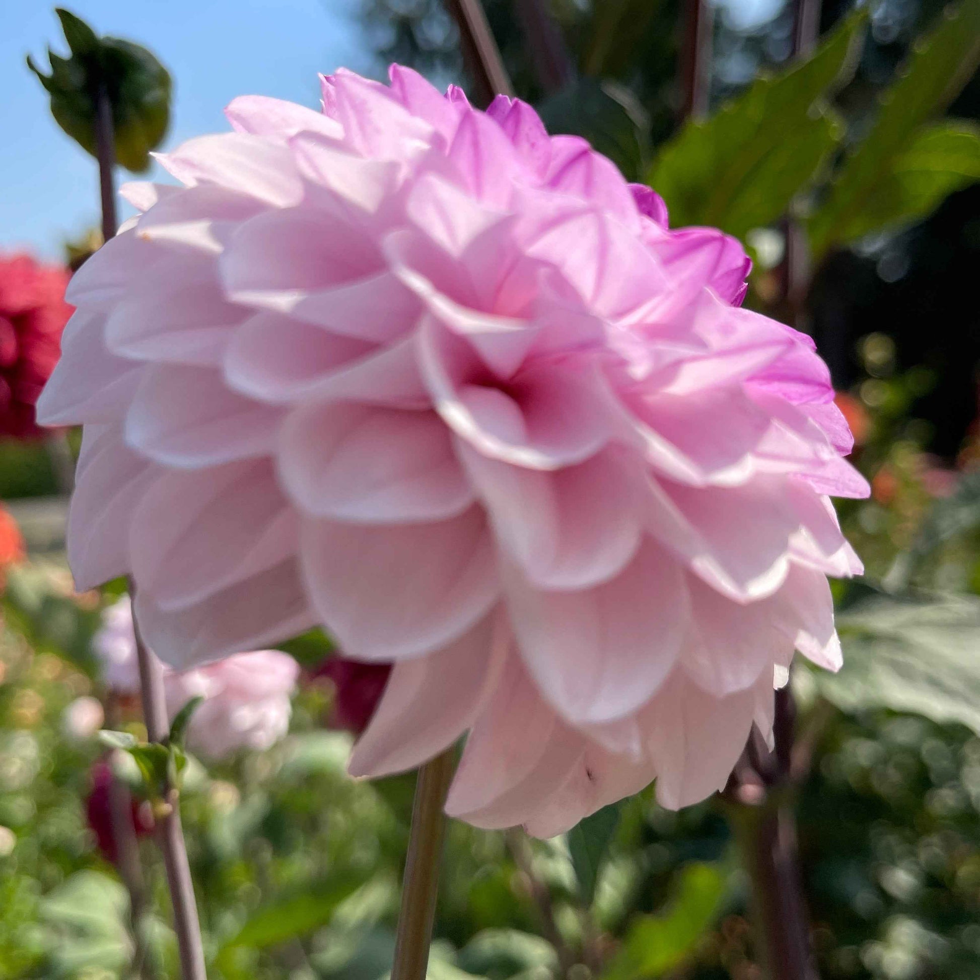 Dahlia Tuber: Lee's Unicorn Eye - Sugar Moon Gardens